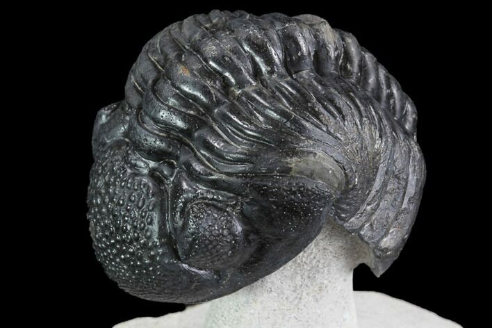 Pedinopariops Trilobite - Mrakib, Morocco #98622